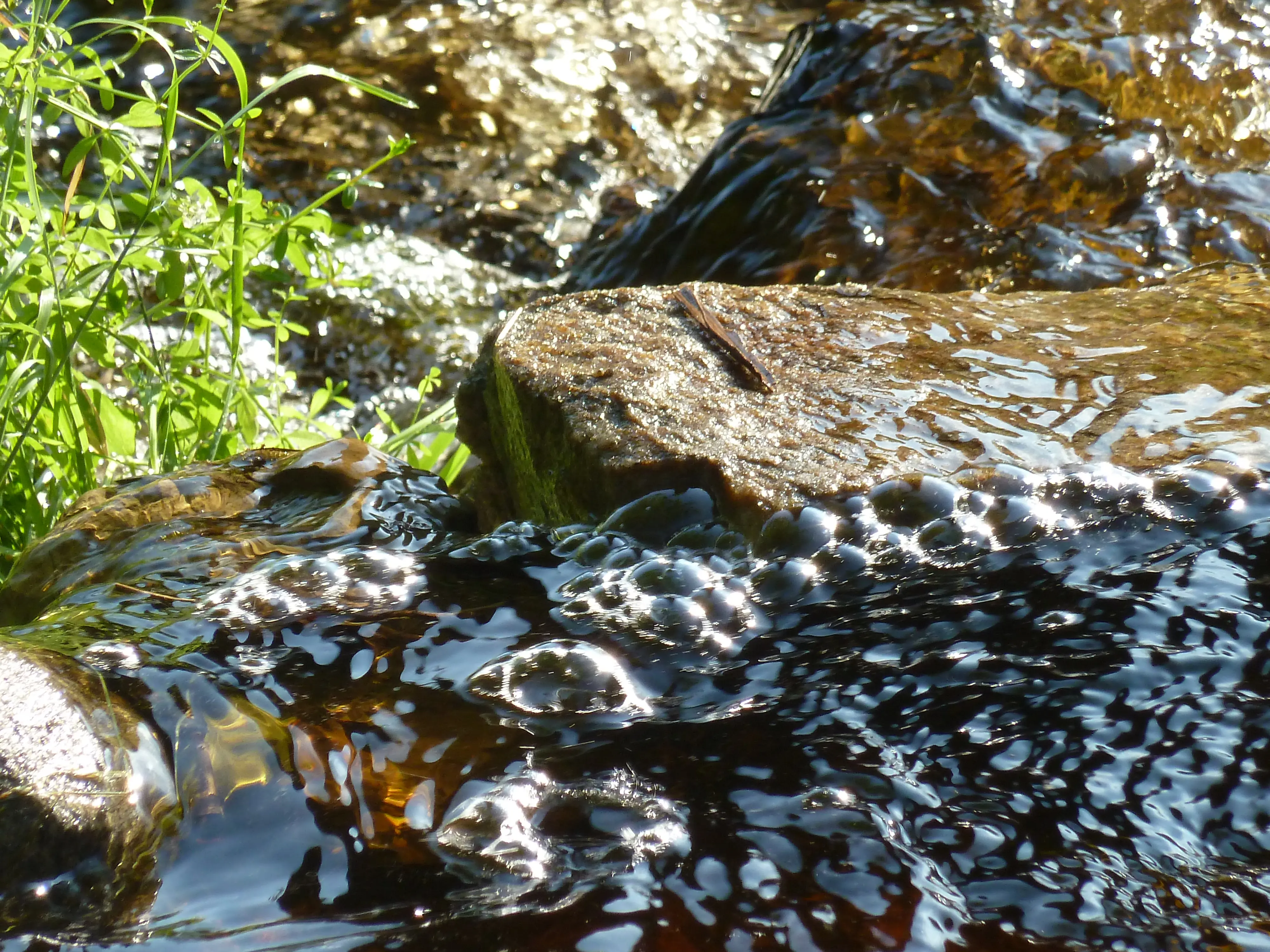 bilde_Naturvernforbundet i Grenland (4)